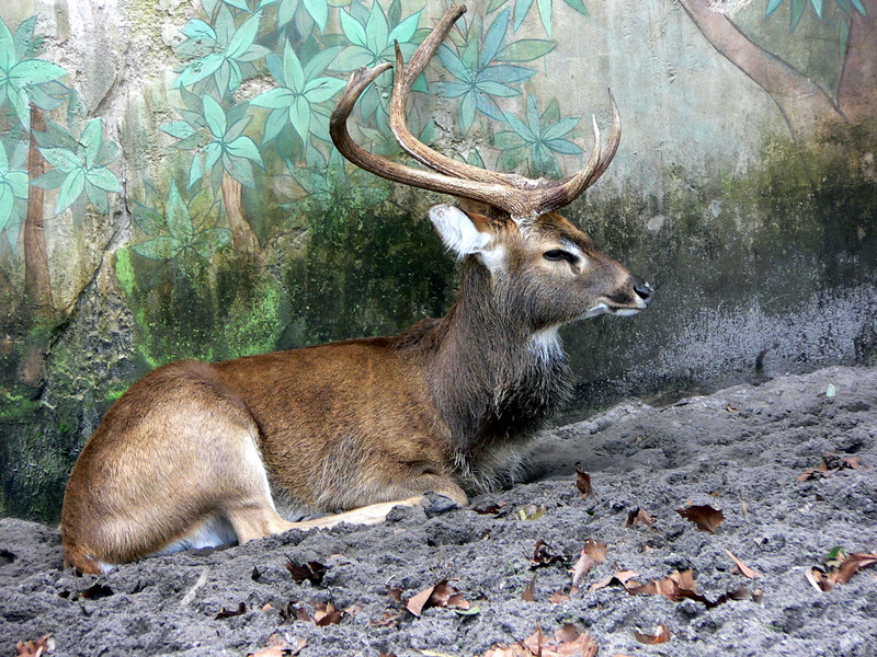 Eld's Deer (Cervus eldii) - Wiki; DISPLAY FULL IMAGE.