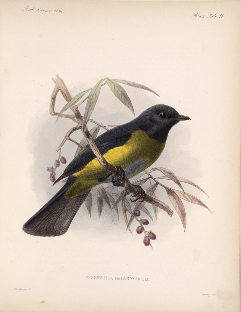 Black-and-yellow Silky-flycatcher (Phainoptila melanoxantha) - Wiki; DISPLAY FULL IMAGE.