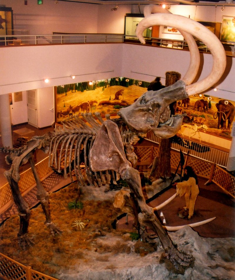 Columbian Mammoth (Mammuthus columbi) - Wiki; DISPLAY FULL IMAGE.
