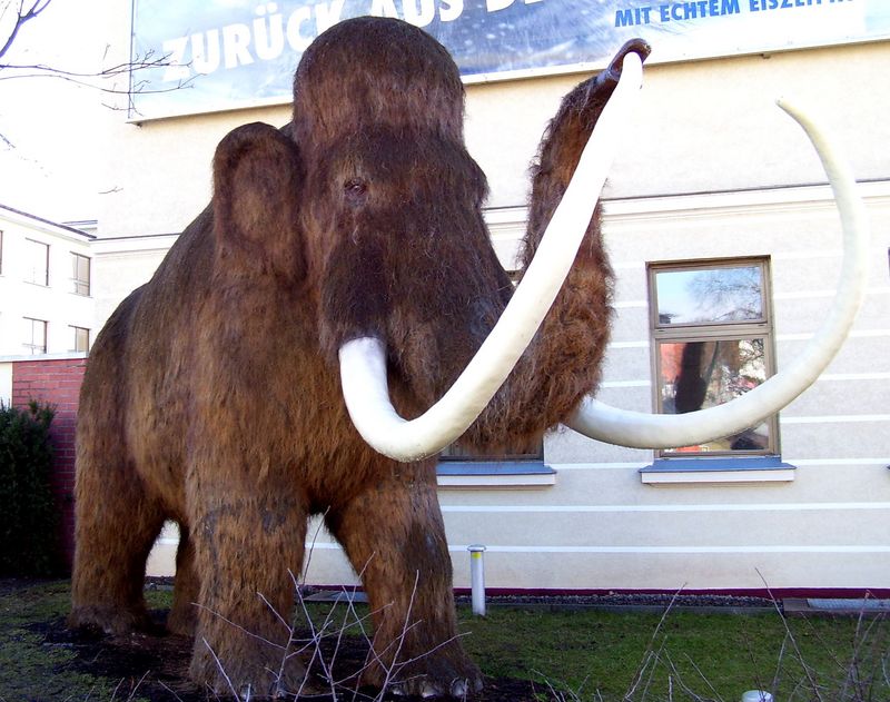 Mammoth (Genus: Mammuthus) - Wiki; DISPLAY FULL IMAGE.
