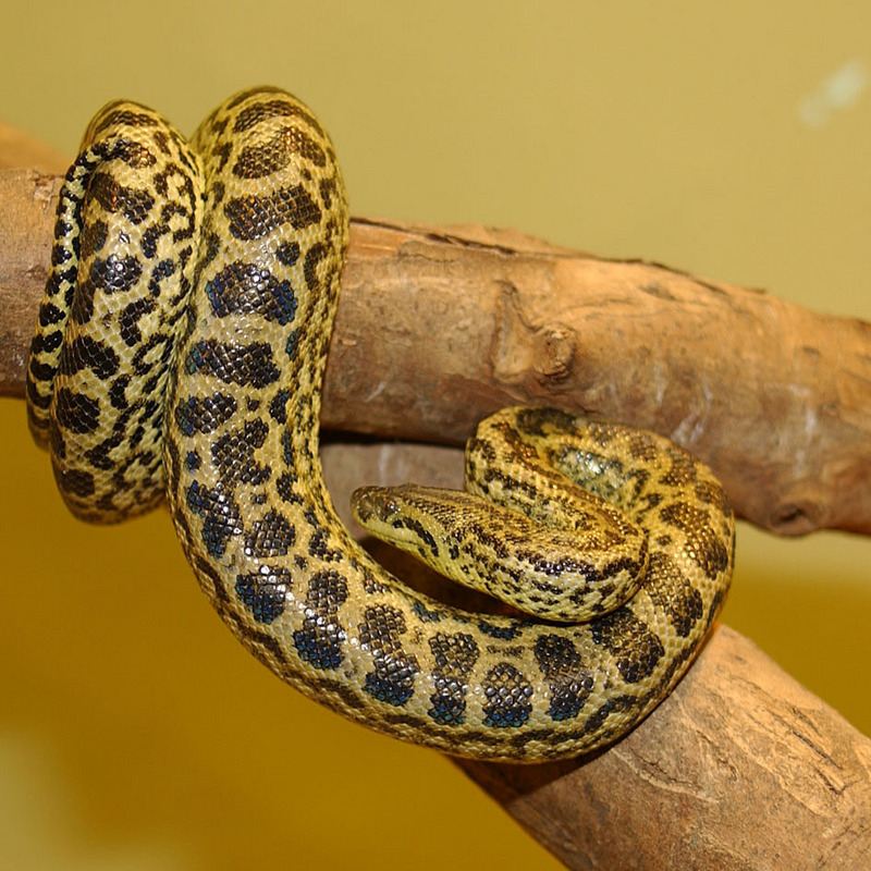 Yellow Anaconda (Eunectes notaeus) - Wiki; DISPLAY FULL IMAGE.