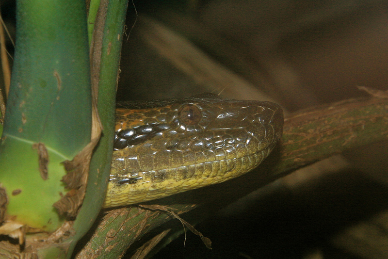 Anaconda (Genus: Eunectes) - Wiki; DISPLAY FULL IMAGE.