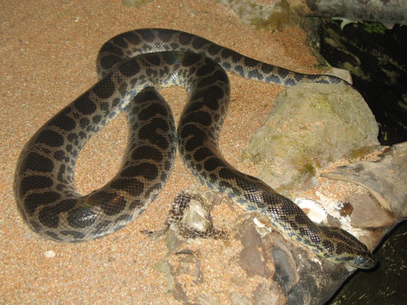 Dark-spotted Anaconda, Eunectes deschauenseei; DISPLAY FULL IMAGE.