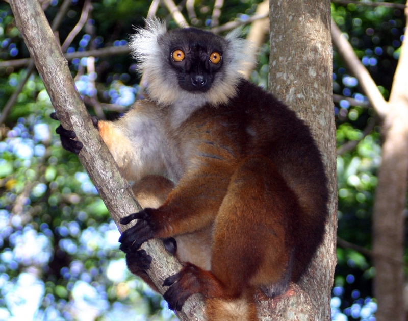 Black Lemur (Eulemur macaco) female; DISPLAY FULL IMAGE.