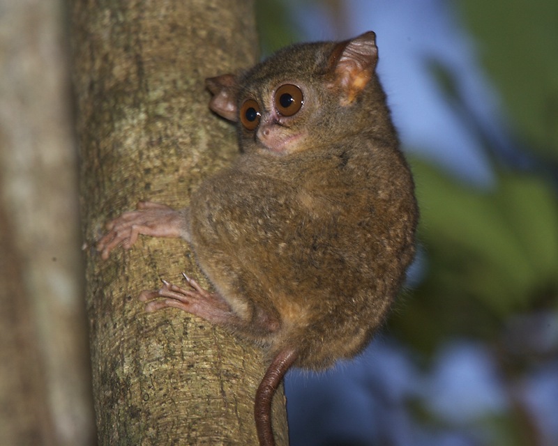 Spectral Tarsier (Tarsius tarsier); DISPLAY FULL IMAGE.