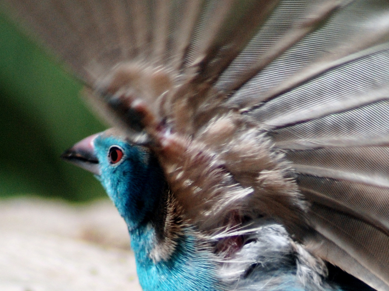 Blue-breasted Cordon-bleu (Uraeginthus angolensis) - Wiki; DISPLAY FULL IMAGE.