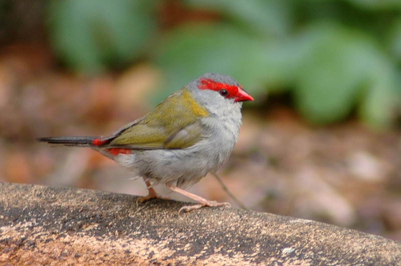 Red-browed Finch (Neochmia temporalis); DISPLAY FULL IMAGE.