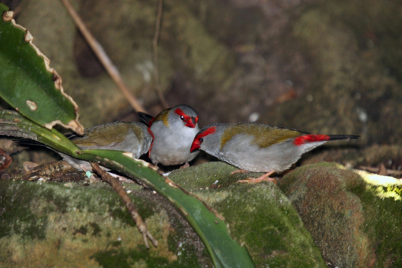 Red-browed Firetail Finches (Neochmia temporalis); DISPLAY FULL IMAGE.