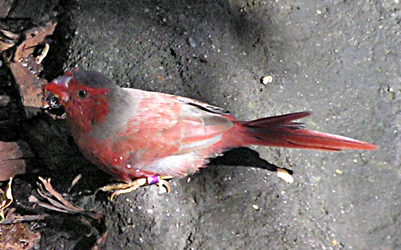 Crimson Finch (Neochmia phaeton) - Wiki; DISPLAY FULL IMAGE.