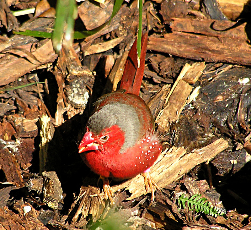 Crimson Finch (Neochmia phaeton); DISPLAY FULL IMAGE.