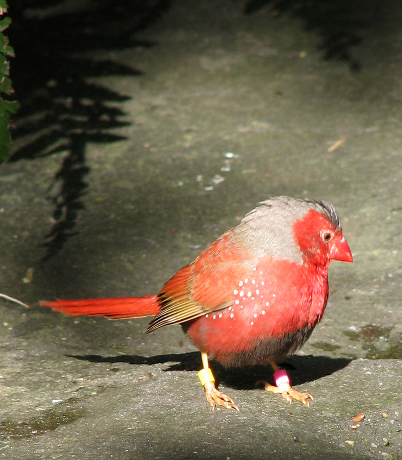 Crimson Finch (Neochmia phaeton); DISPLAY FULL IMAGE.