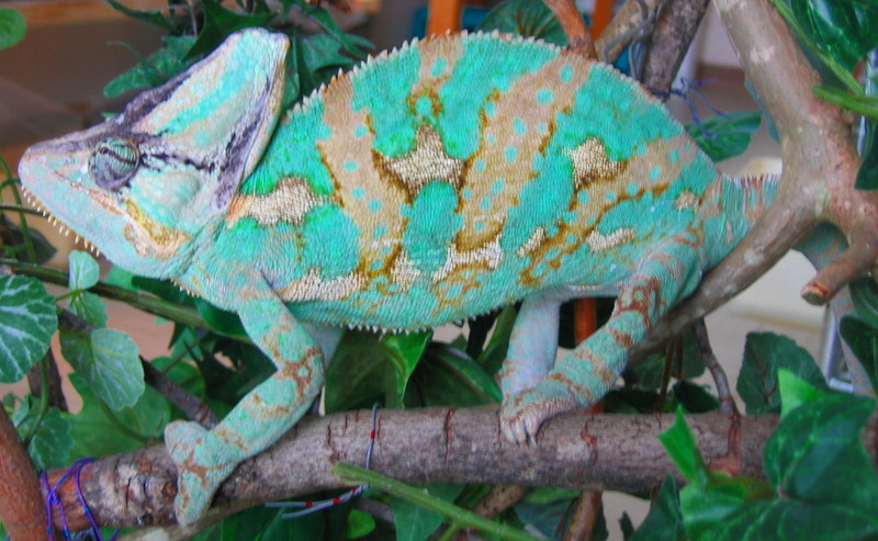 Veiled Chameleon (Chamaeleo calyptratus) - Wiki; DISPLAY FULL IMAGE.