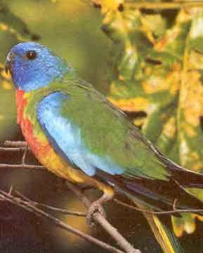 Scarlet-chested Parrot (Neophema splendida) - Wiki; Image ONLY