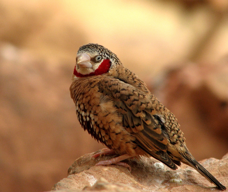 Cut-throat Finch (Amadina fasciata) - Wiki; DISPLAY FULL IMAGE.