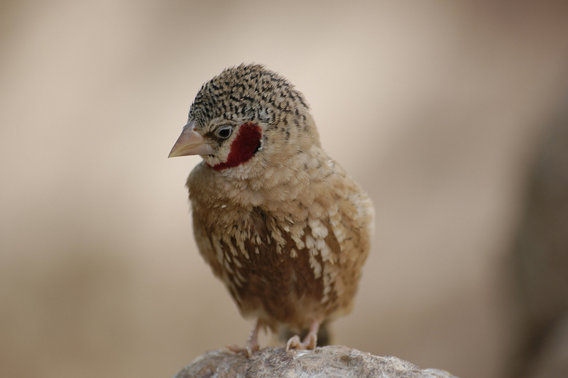 Cut-throat Finch (Amadina fasciata); DISPLAY FULL IMAGE.