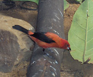 Tanager (Family: Thraupidae) - Wiki; Image ONLY