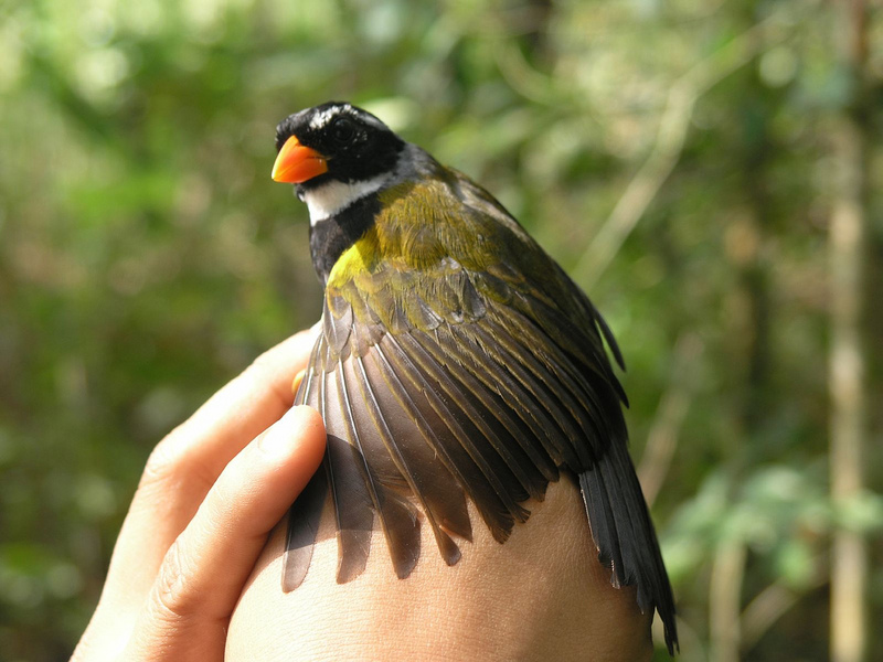 Orange-billed Sparrow (Arremon aurantiirostris); DISPLAY FULL IMAGE.