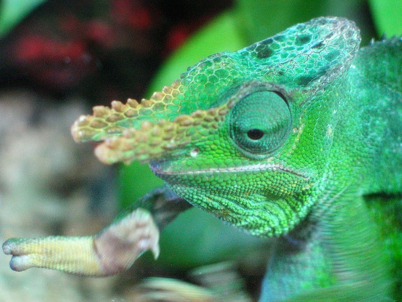 Fischer's Chameleon (Kinyongia fischeri) - Wiki; DISPLAY FULL IMAGE.