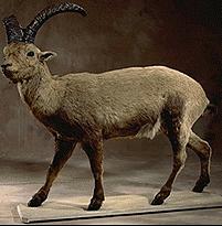 Pyrenean Ibex (Capra pyrenaica pyrenaica) - Wiki; Image ONLY