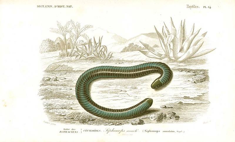 Caecilian (Order: Gymnophiona) - Wiki; DISPLAY FULL IMAGE.