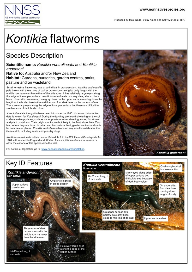 Kontikia flatworms (Page 1); DISPLAY FULL IMAGE.