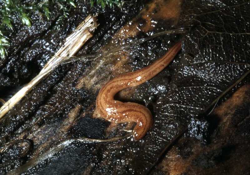 Kontikia flatworms - Kontikia andersoni; DISPLAY FULL IMAGE.