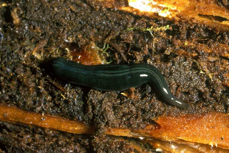 Kontikia flatworms - Kontikia ventrolineata; DISPLAY FULL IMAGE.