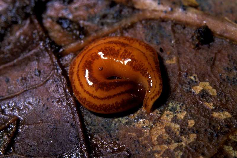Kontikia flatworms - Kontikia andersoni; DISPLAY FULL IMAGE.