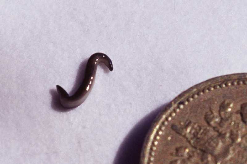 A land flatworm (Microplana terrestris); DISPLAY FULL IMAGE.