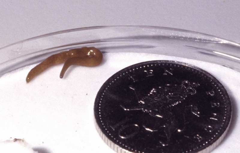 A land flatworm (Microplana scharffi); DISPLAY FULL IMAGE.