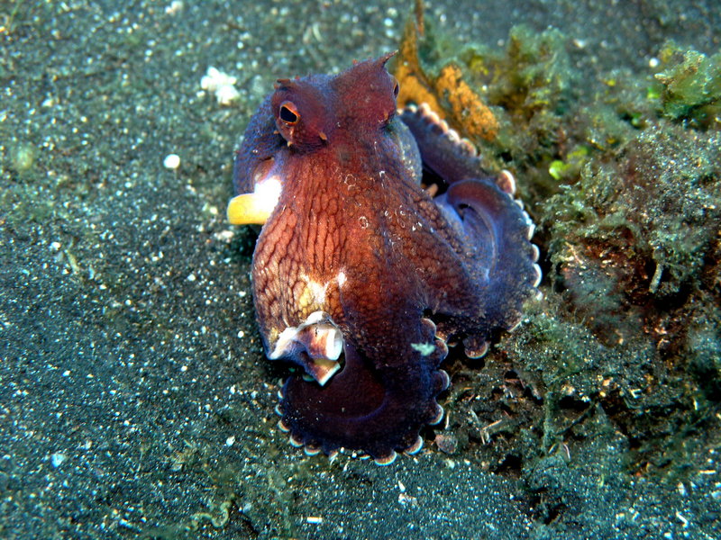Coconut Octopus or Veined Octopus (Amphioctopus marginatus) - Wiki; DISPLAY FULL IMAGE.