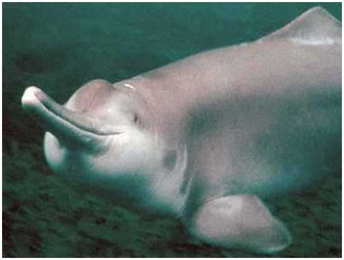 [Rare Animals] Baiji, Yangtze River dolphin (Lipotes vexillifer); Image ONLY