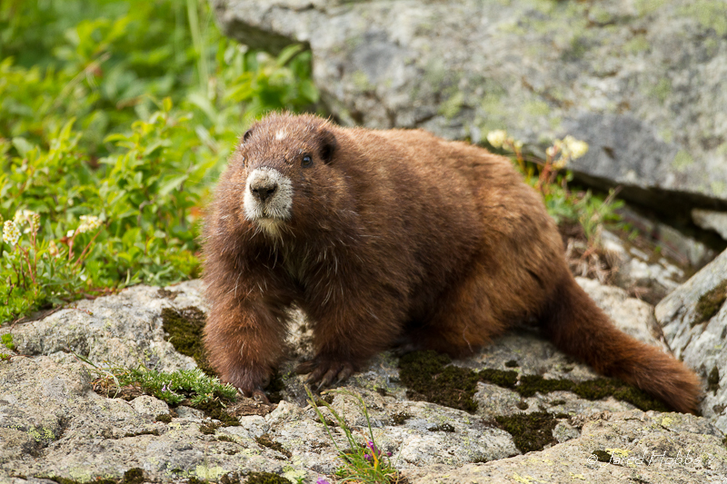 [Rare Animals] The Vancouver Island marmot (Marmota vancouverensis); DISPLAY FULL IMAGE.