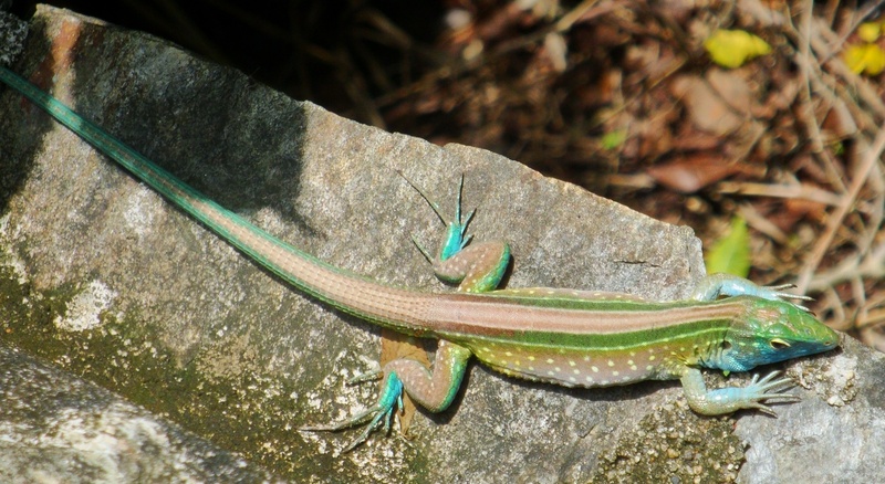 Rainbow Whiptail (Cnemidophorus lemniscatus) - Wiki; DISPLAY FULL IMAGE.