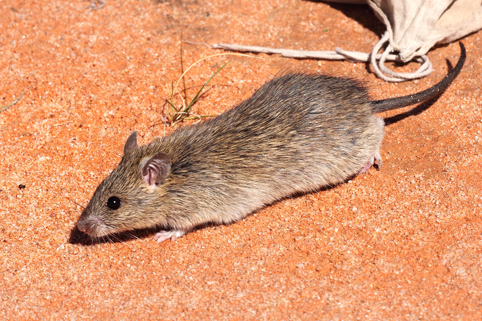 Long Haired Rat Rattus Villosissimus Image ONLY