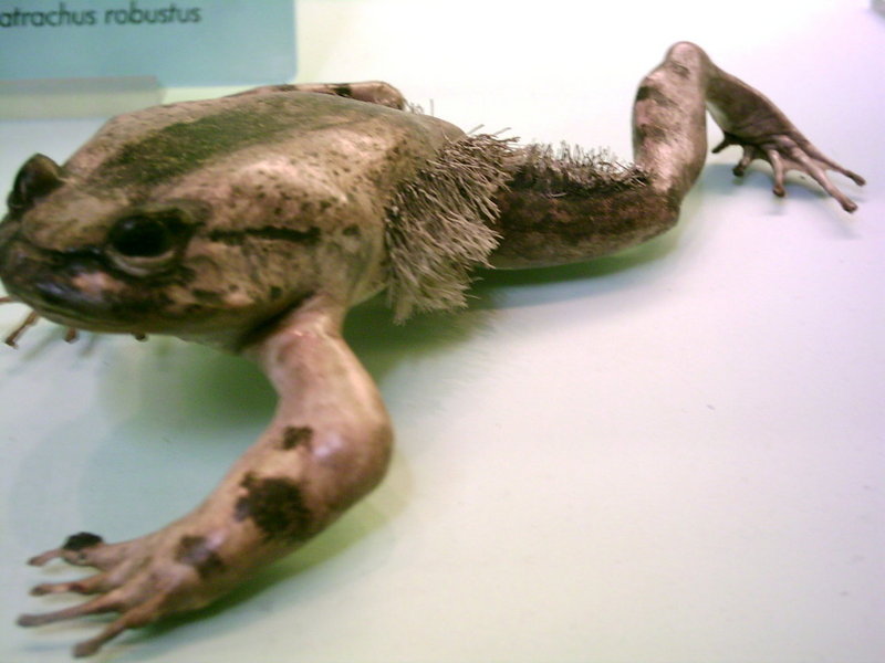 Hairy Frog (Trichobatrachus robustus) - Wiki; DISPLAY FULL IMAGE.