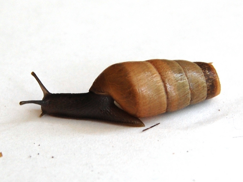 Decollate snail (Rumina decollata); DISPLAY FULL IMAGE.
