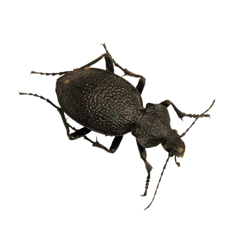 Carabus gigas the ground beetle; DISPLAY FULL IMAGE.