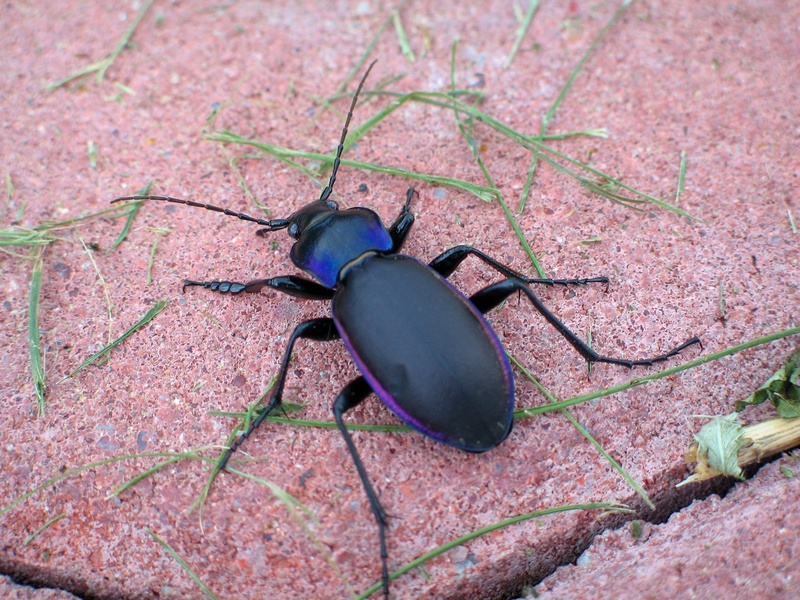 Violet ground beetle (Carabus violaceus); DISPLAY FULL IMAGE.