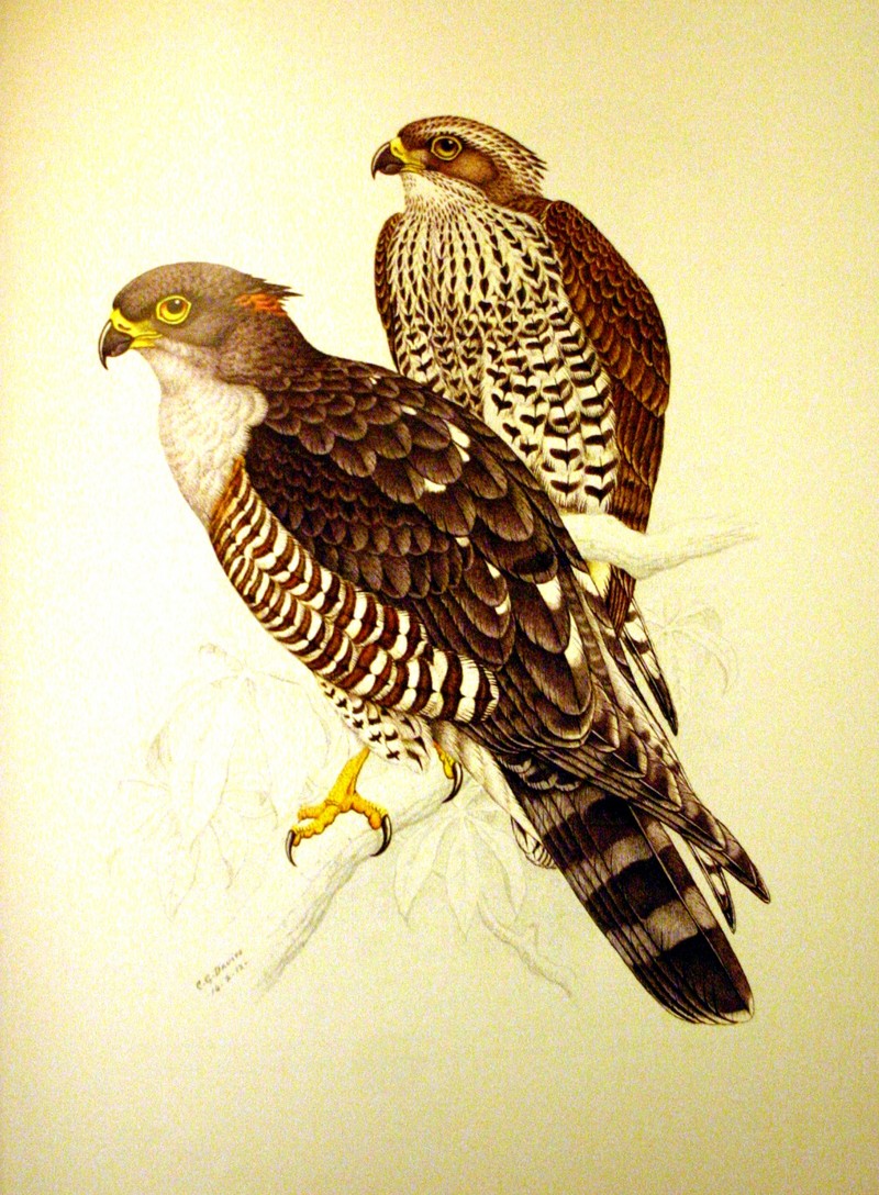 African cuckoo-hawk / African baza, (Aviceda cuculoides); DISPLAY FULL IMAGE.