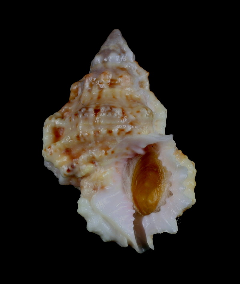 Wine-mouth frog shell, Bursa rhodostoma; DISPLAY FULL IMAGE.