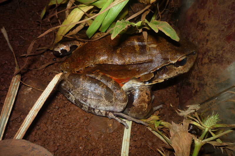 Savage's thin-toed frog (Leptodactylus savagei); DISPLAY FULL IMAGE.