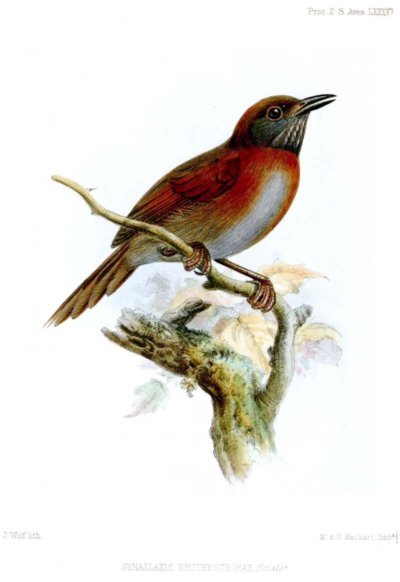 Rufous-breasted spinetail (Synallaxis erythrothorax); DISPLAY FULL IMAGE.