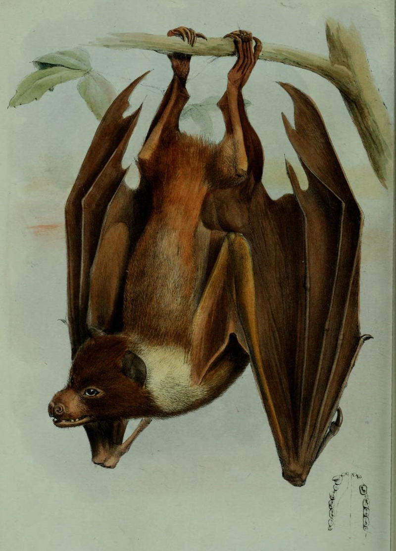 Mortlock flying fox (Pteropus pelagicus); DISPLAY FULL IMAGE.
