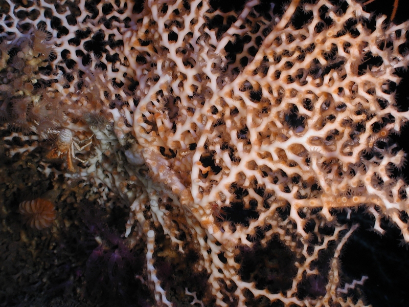 Zigzag coral (Madrepora oculata) and squat lobster; DISPLAY FULL IMAGE.
