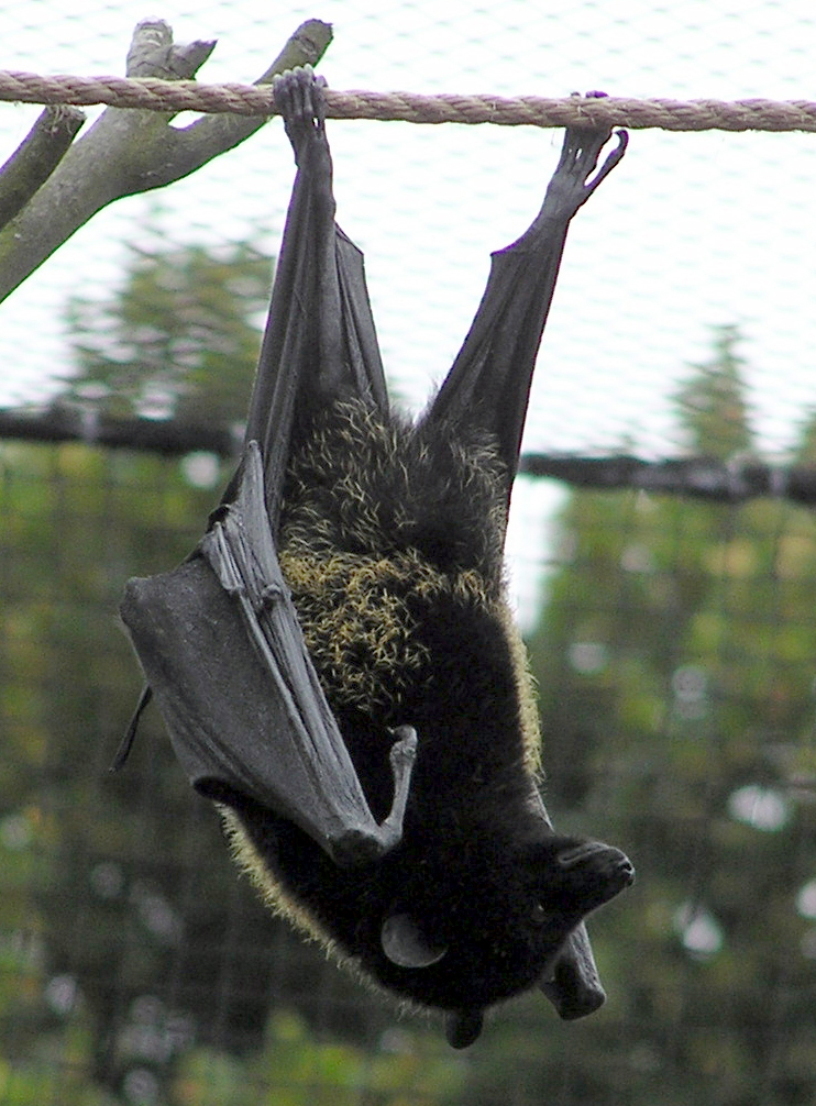 Livingstone's fruit bat (Pteropus livingstonii); Image ONLY