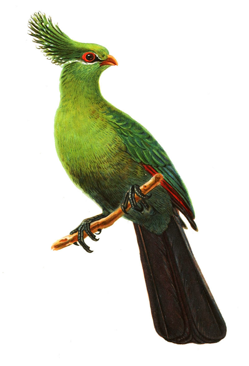 Schalow's turaco (Tauraco schalowi); DISPLAY FULL IMAGE.