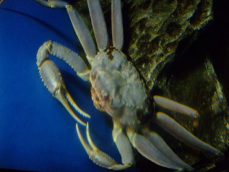 Snow crab (Chionoecetes opilio); DISPLAY FULL IMAGE.