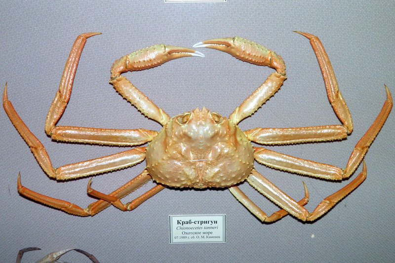 Chionoecetes tanneri Rathbun, 1893 – grooved tanner crab; DISPLAY FULL IMAGE.