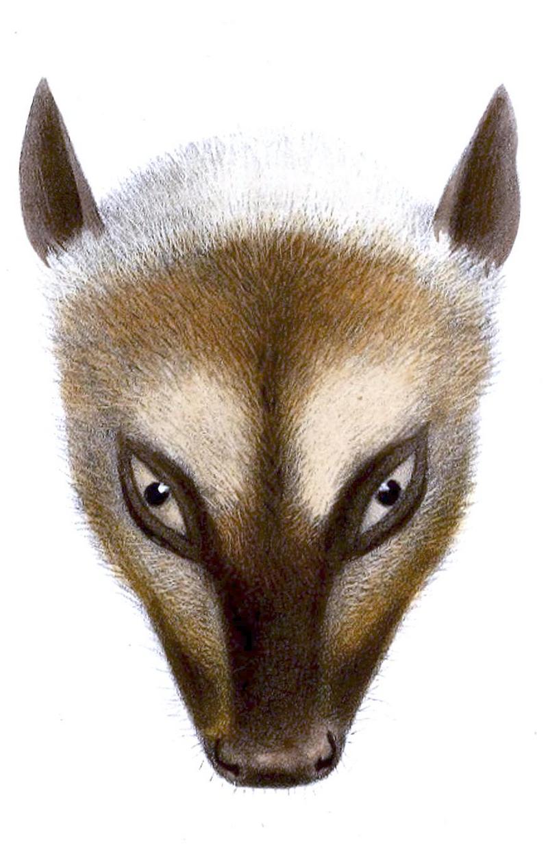 Great flying fox (Pteropus neohibernicus); DISPLAY FULL IMAGE.
